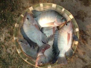 Fish Farming in India