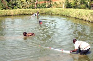 Fish Farming in Kenya: Best Business Guide