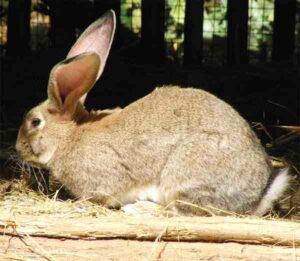 Flemish Giant Rabbit: Characteristics, Uses, Origin