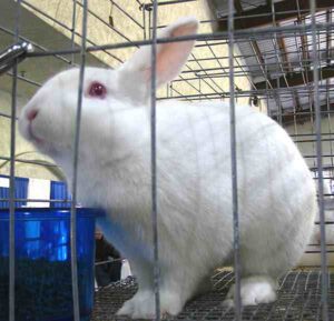 Florida White Rabbit: Characteristics & Best 23 Facts