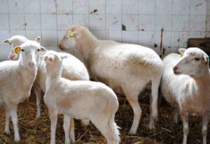 Galician Sheep Characteristics, Origin & Uses
