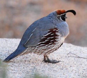 Gambel’s Quail