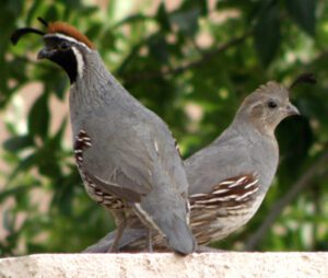 Keeping Quails Happy