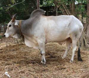 Gangatiri Cattle