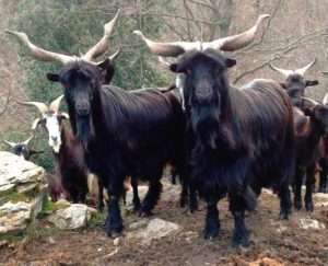 Garganica Goat: Origin, Characteristics, Uses