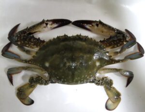 Gazami Crab Characteristics, Uses & Farming Information