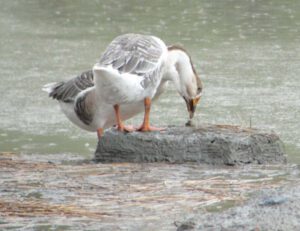 Guide For Raising Geese
