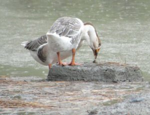 Best 9 Geese Breeds For Meat & Eggs Production