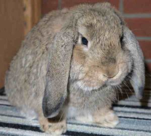 German Lop Rabbit Characteristics, Uses & Uses