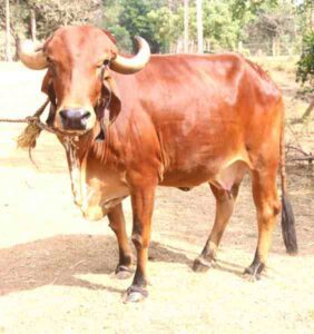 Gir Cattle
