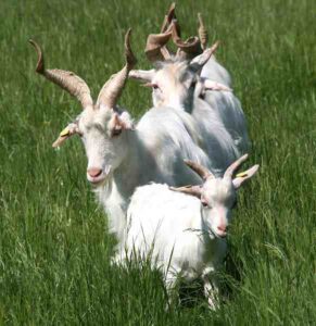 How To Start Goat Farming Business?