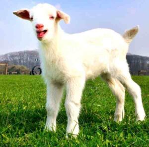 Goat Farming Basics: For Starting A Goat Farm