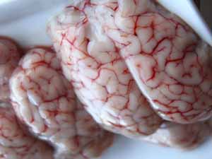 goat brain, goat's brain, how to cook goat brain, goat brain nutrition, is goat brain healthy, is goat brain safe to eat, sheep brain, sheep brain as food, sheep brain cooking, sheep brain taste, sheep brain nutrition