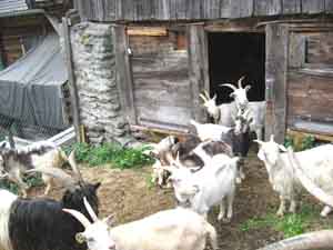 goat house, goat housing, goat housing design, goat housing requirements, types of goat housing, goat housing system