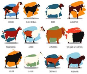 goat breeds, goat breed, goat breed faqs, frequently asked questions about goat breeds