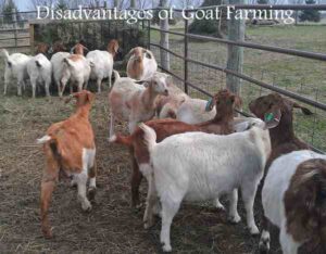 Disadvantages Of Goat Farming