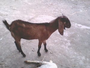 Goat Farming For Beginners
