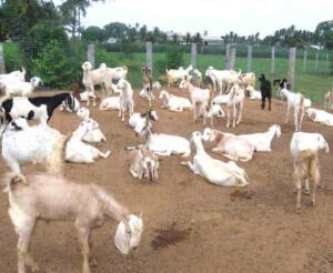 Goat Farming in Kerala