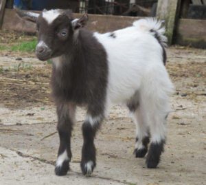 Nigerian Dwarf Goats Characteristics, Origin & Uses