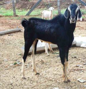 Goat Farming in Tamilnadu: Start for Earning Money