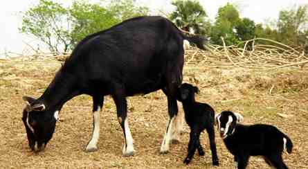 Goat Feeding Guide For Beginners