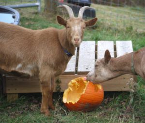 Golden Guernsey Goat