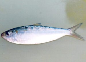 Goldstripe Sardinella Fish