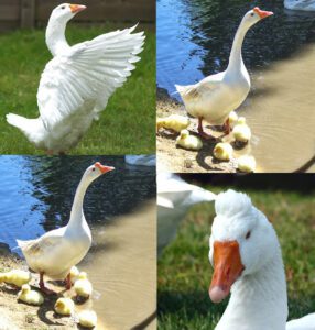 Goose Breeds: List Of Some Popular Breeds