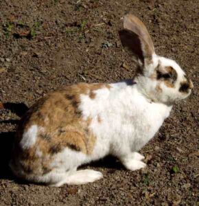 Gotland Rabbit