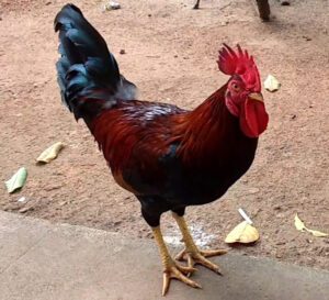 Gramapriya Chicken: Characteristics & Temperament