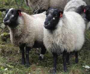 Grey Troender Sheep Characteristics, Uses & Origin