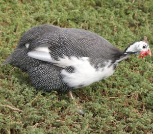 Raising Guinea Fowl