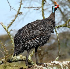 Determining Guinea Fowl Gender