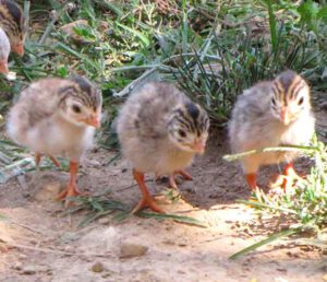 Raising Guinea Fowl Babies