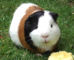 Guinea Pig Farming – 10 Easy Steps for Beginners