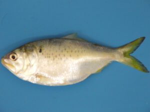 Gulf Menhaden Fish Characteristics, Diet, Breeding