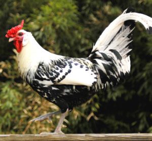Hamburg Chicken Farming: Business Starting Plan