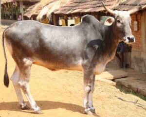 Hariana Cattle: Origin, Characteristics, Uses, Photo