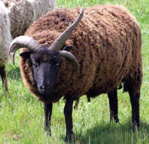 Hebridean Sheep Characteristics, Origin & Uses