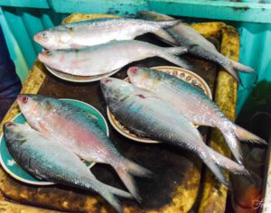 Hilsa Fish