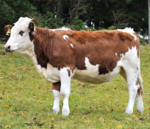 Hinterwald Cattle Characteristics, Origin & Uses
