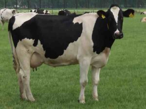 Breeding Dairy Cattle: Best Guide for Beginners