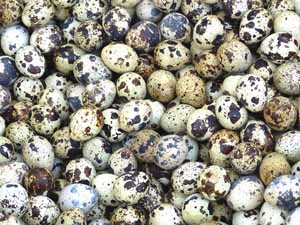 quail eggs, how to get quail to lay eggs, quail , eggs production, hatching quail eggs, how to get quail to lay eggs