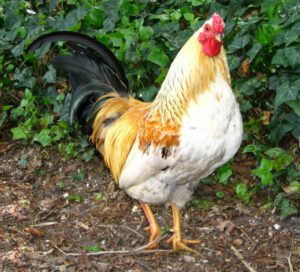 How To Stop A Rooster From Crowing