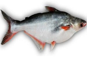 pangas fish, indian pangas fish, pangasius fish, pangas fish farming, pangas fish production, pangas fish characteristics