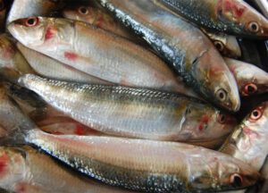 Indian Oil Sardine Fish: Characteristics, Best 16 Facts