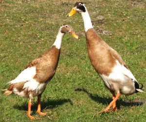Indian Runner Duck Characteristics, Uses & Origin