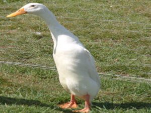 4 Best Egg Laying Duck Breeds For Eggs Production