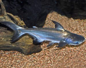 Iridescent Shark Fish Characteristics, Diet, Breeding