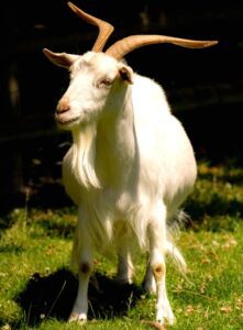 Irish Goat: Origin, Characteristics, Uses, Photo